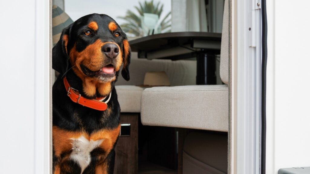 viajar con mascotas en autocaravana guia completa