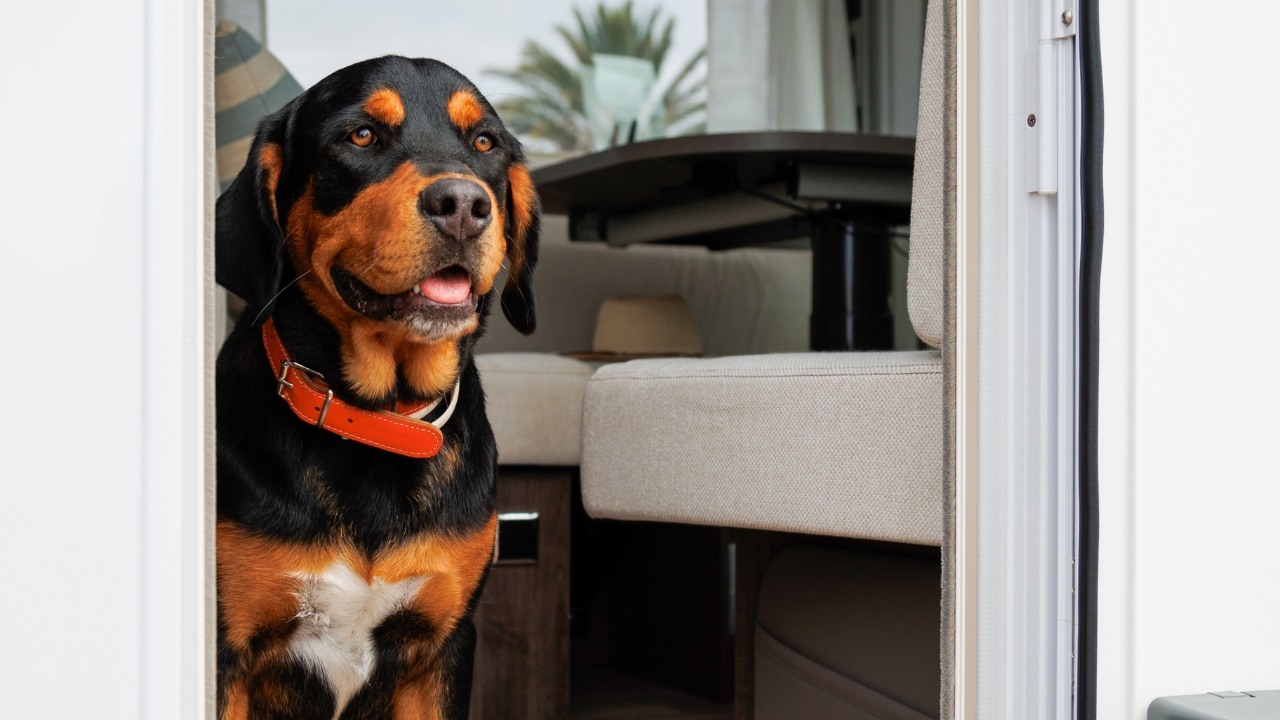 viajar con mascotas en autocaravana guia completa